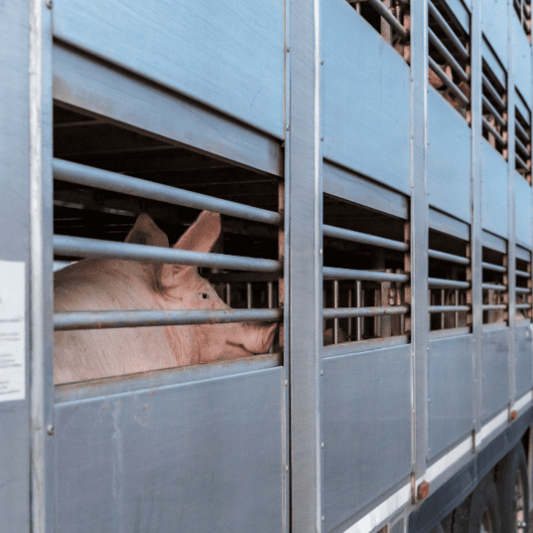 CURSO PRL TRANSPORTE DE ANIMALES VIVOS - PRODUCTOS FRIOS 10H