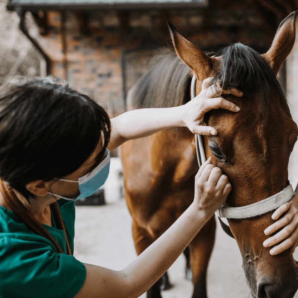 CURSO PRL VETERINARIOS CLINICA Y MATADERO 10H