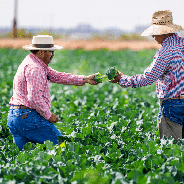 CURSO PRL AGRICULTURA - SECTOR Y MAQUINARIA 2H