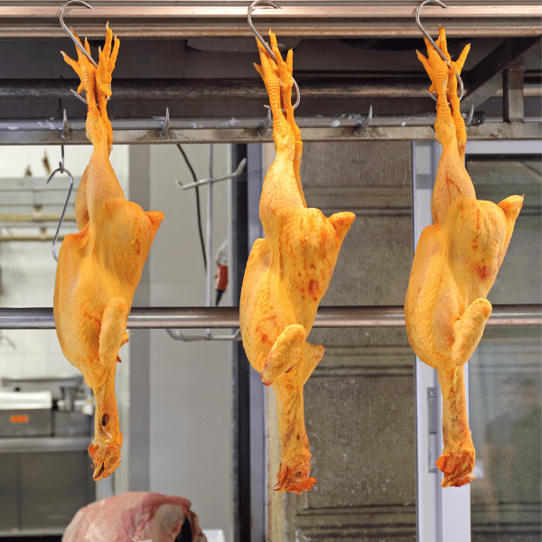 CURSO MANIPULADOR DE ALIMENTOS - MATADERO DE AVES 20H