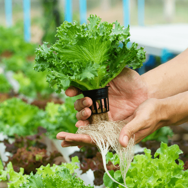 CURSO MANIPULADOR DE ALIMENTOS - PRODUCTOS HORTOFRUTÍCOLAS 20H